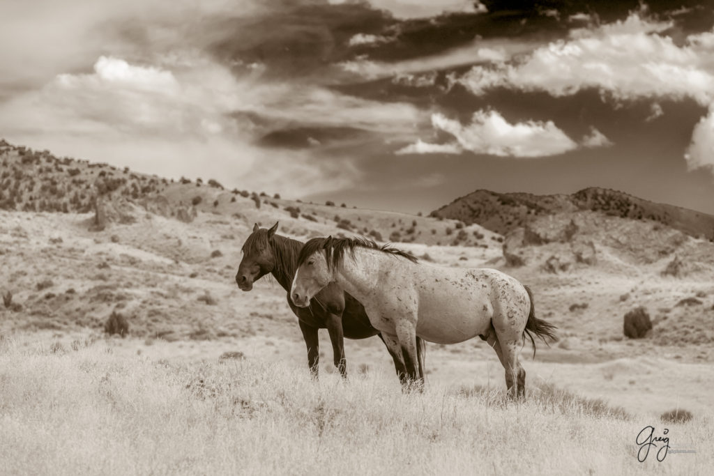 equine photography fine art photograph of Onaqui herd of wild horses fine art equine photography black and white toned