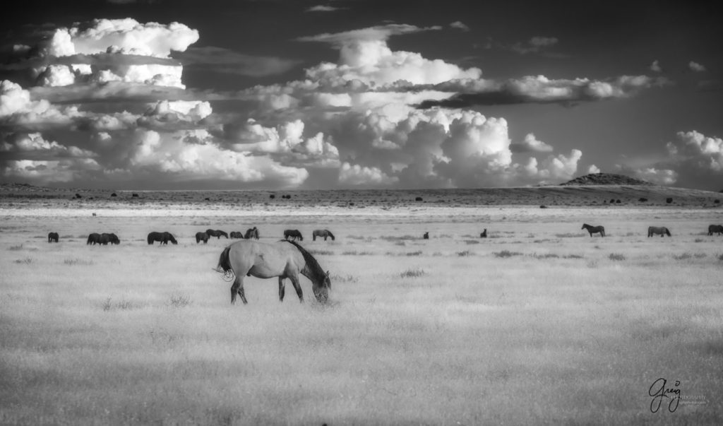 equine photography fine art photograph of Onaqui herd of wild horses fine art equine photography black and white toned