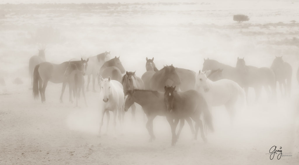 equine photography fine art photograph of Onaqui herd of wild horses fine art equine photography black and white toned