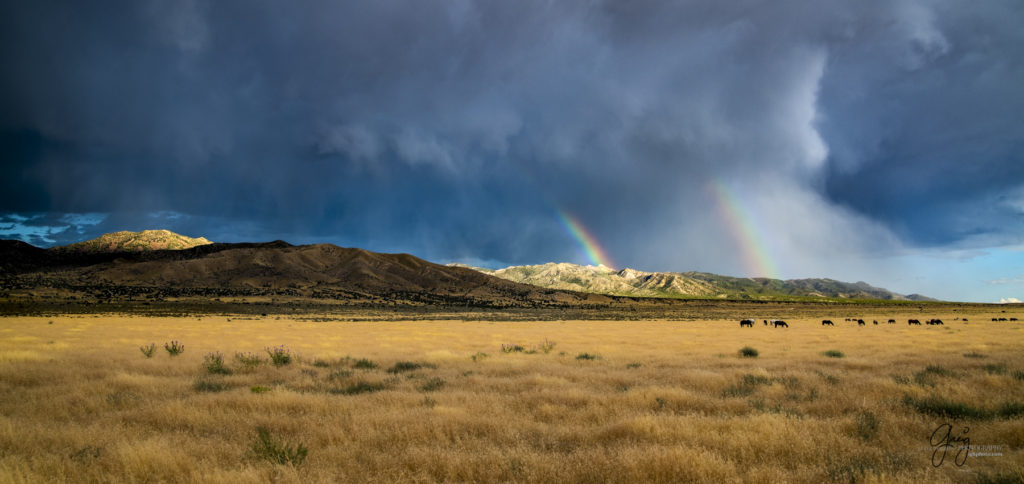 equine photography fine art photograph of Onaqui herd of wild horses with rainbow fine art equine