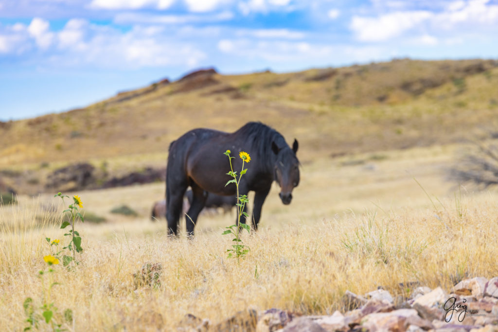 equine photography fine art photograph Wild horse stallion in background with sunflower Onaqui herd of wild horses