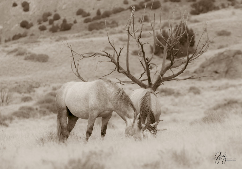 equine photography fine art photograph two Wild horse mares Onaqui herd of wild horses