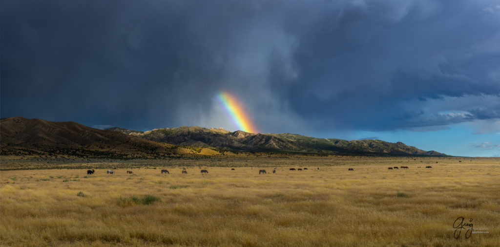 equine photography fine art photograph of Onaqui herd of wild horses with rainbow fine art equine