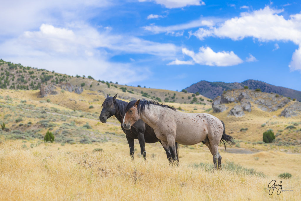 equine photography fine art photograph two Wild horse bachelor stallions Onaqui herd of wild horses