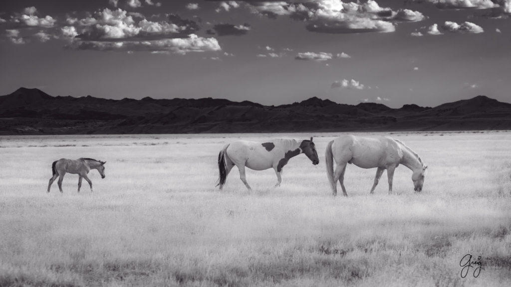 equine photography fine art photograph Onaqui herd of wild horses  fine art equine black and white toned wild horse family