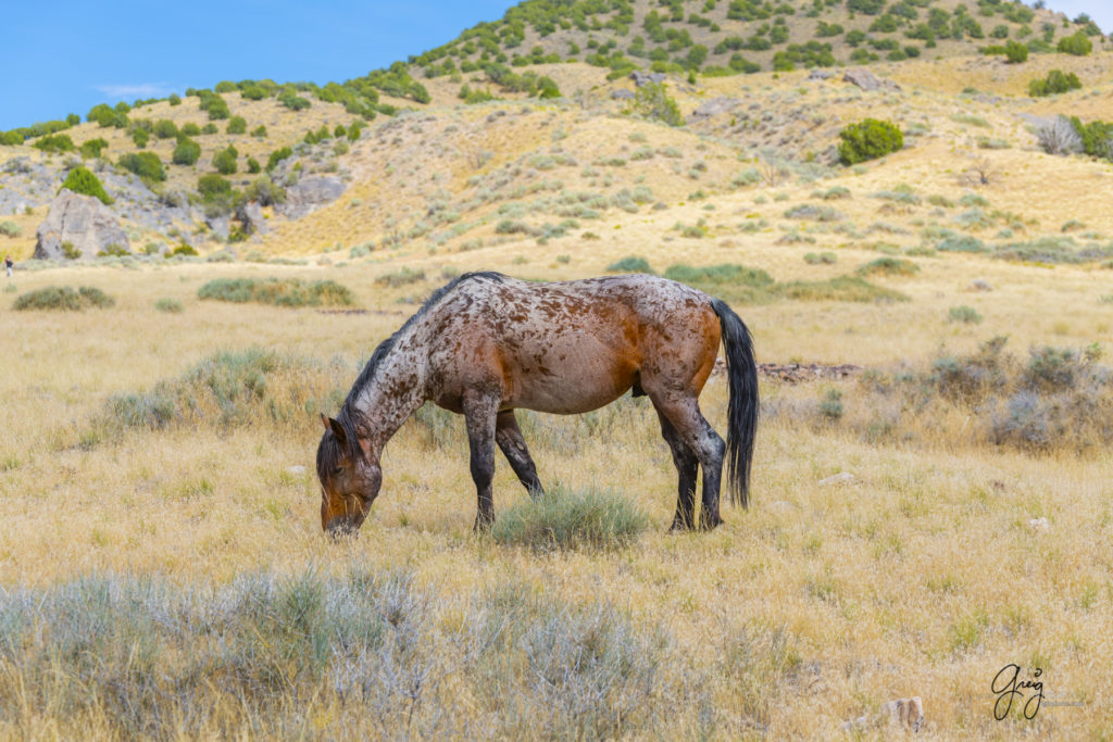 equine photography fine art photograph Wild horse mustang Onaqui herd of wild horses