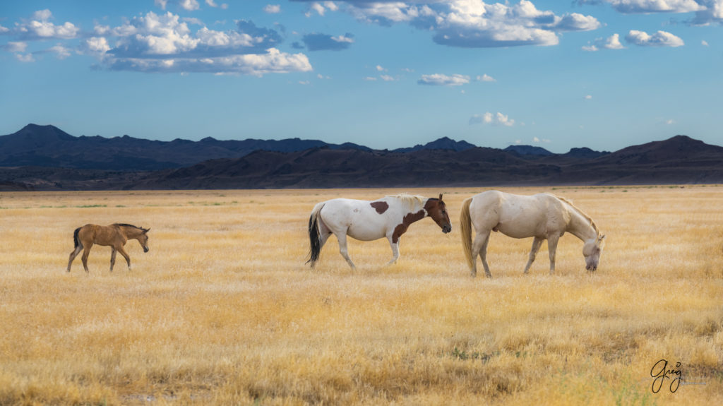 equine photography fine art photograph Onaqui herd of wild horses  fine art equine