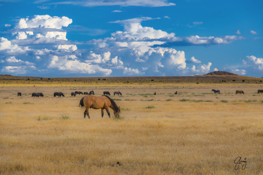 equine photography fine art photograph Onaqui herd of wild horses "The Ghost" fine art equine