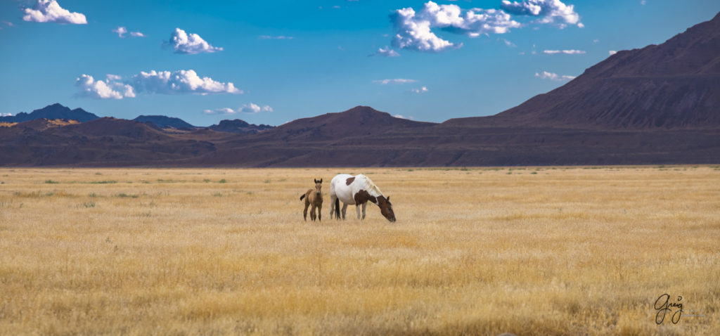 equine photography fine art photograph Wild horse mare with newborn foal Onaqui herd of wild horses