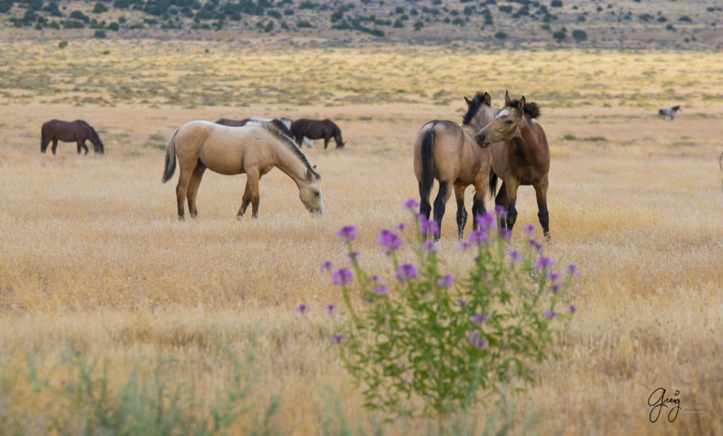 equine photography fine art photograph Wild horse colts Onaqui herd of wild horses