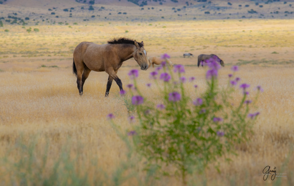 equine photography fine art photograph Wild horse colt Onaqui herd of wild horses