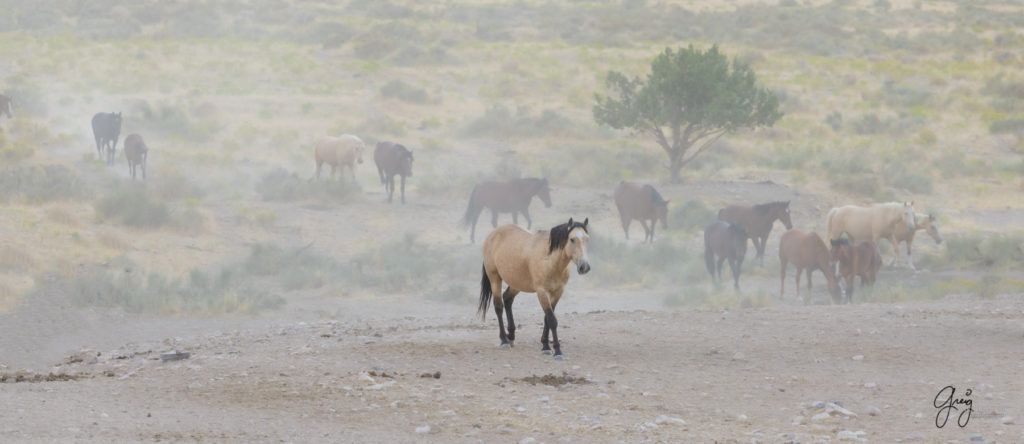 equine photography fine art photograph Onaqui herd of wild horses at watering hole fine art equine