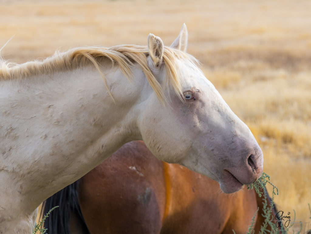 equine photography fine art photograph Wild horse stallion Onaqui herd of wild horses