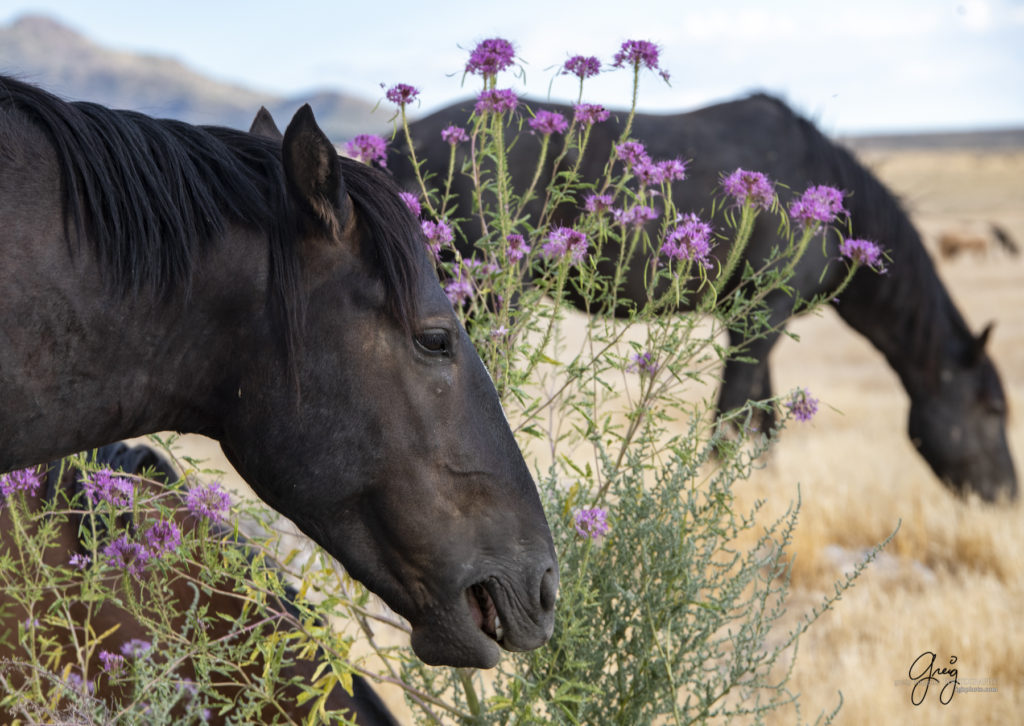 equine photography fine art photograph Wild horse mustang Onaqui herd of wild horses