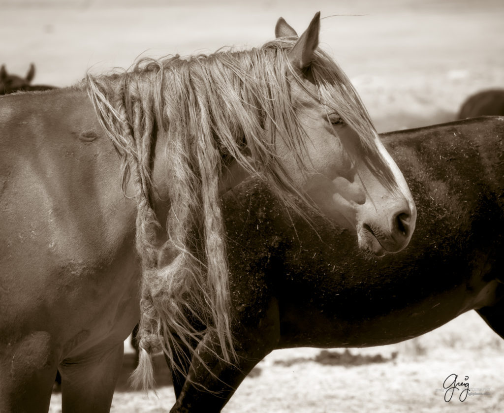 equine photography fine art photograph of Onaqui herd of wild horses fine art equine photography black and white toned