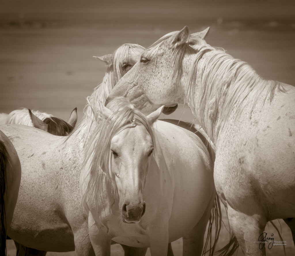 equine photography fine art photograph of Onaqui herd of wild horses fine art equine photography black and white toned