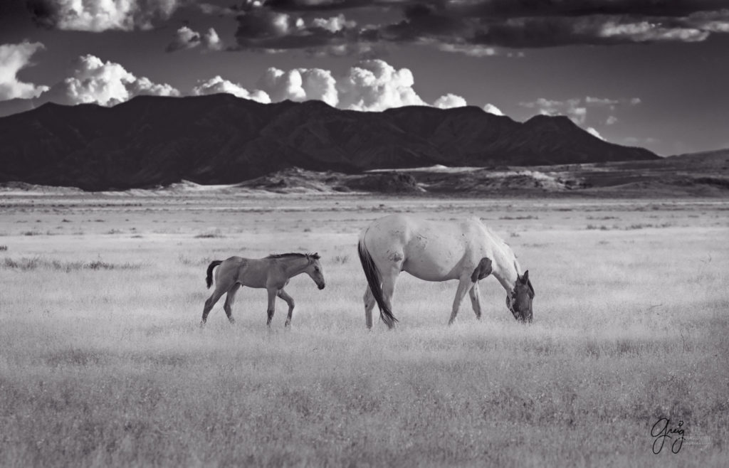 equine photography fine art photograph of Onaqui herd of wild horses fine art equine photography black and white toned