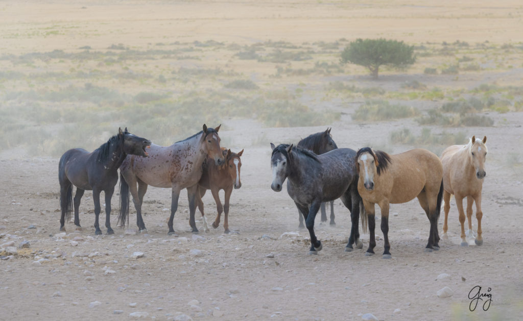 equine photography fine art photograph Onaqui herd of wild horses  fine art equine