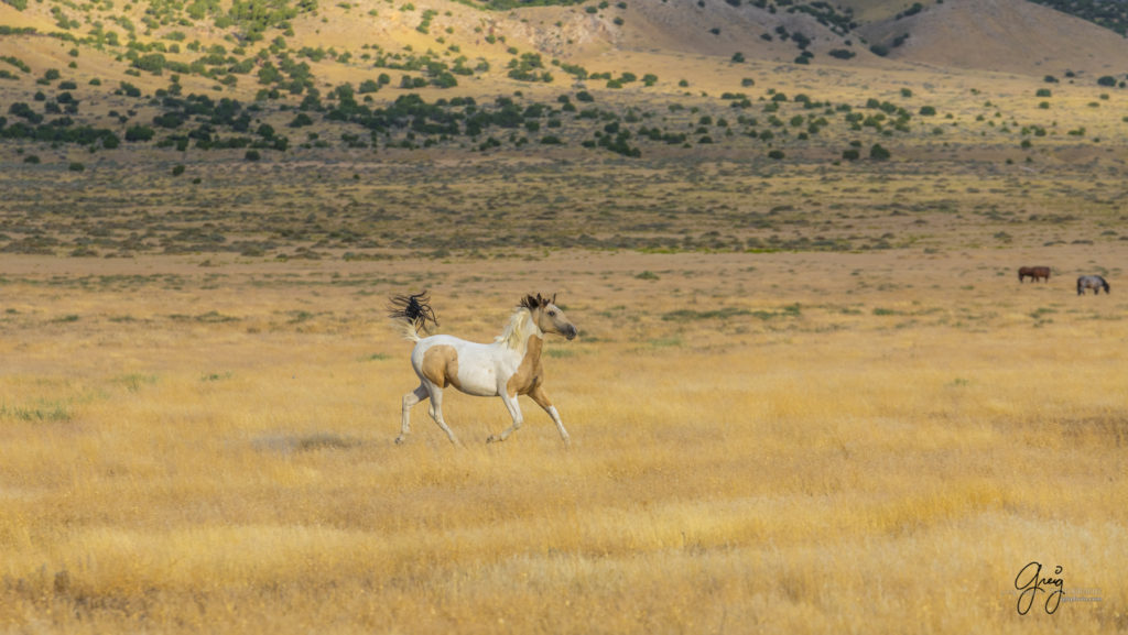 equine photography fine art photograph Wild horse mare Onaqui herd of wild horses