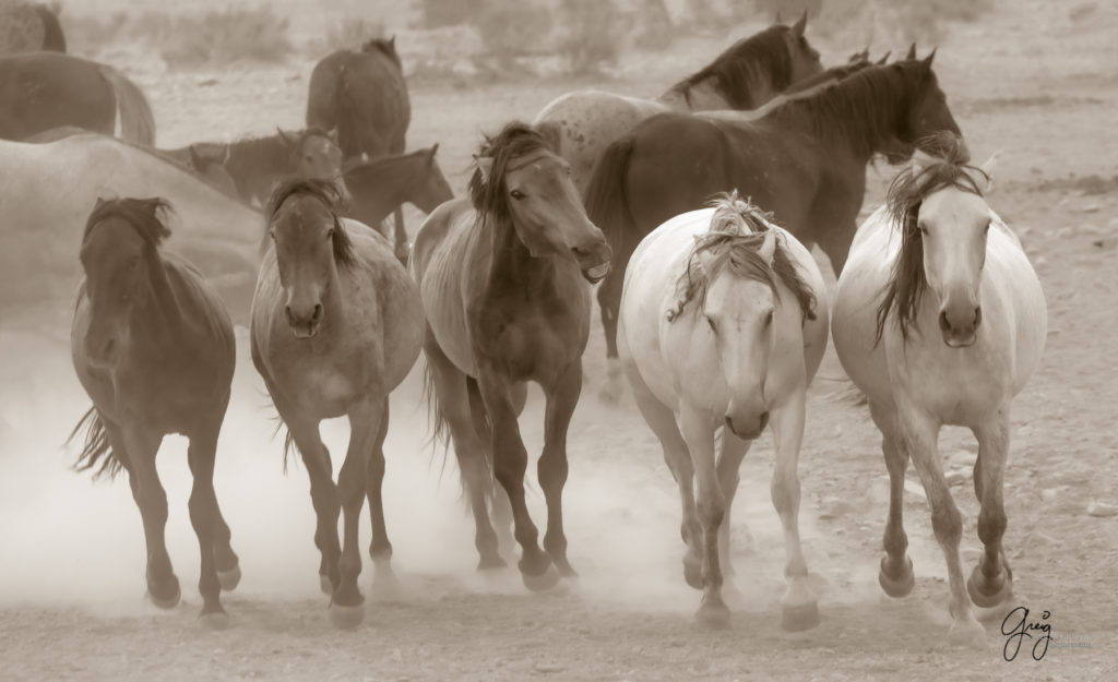 equine photography fine art photograph Onaqui herd of wild horses five mares black and white toned fine art equine