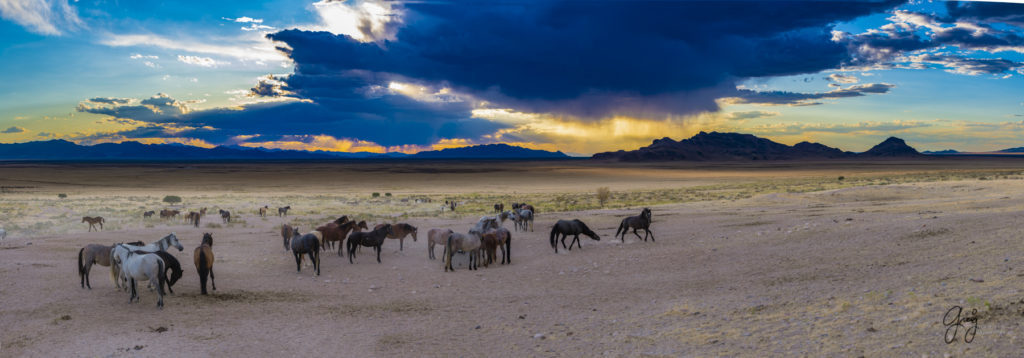 equine photography fine art photograph Onaqui herd of wild horses at sunset