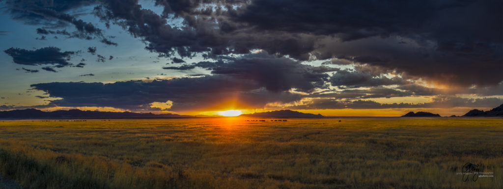 equine photography fine art photograph Onaqui herd of wild horses at sunset