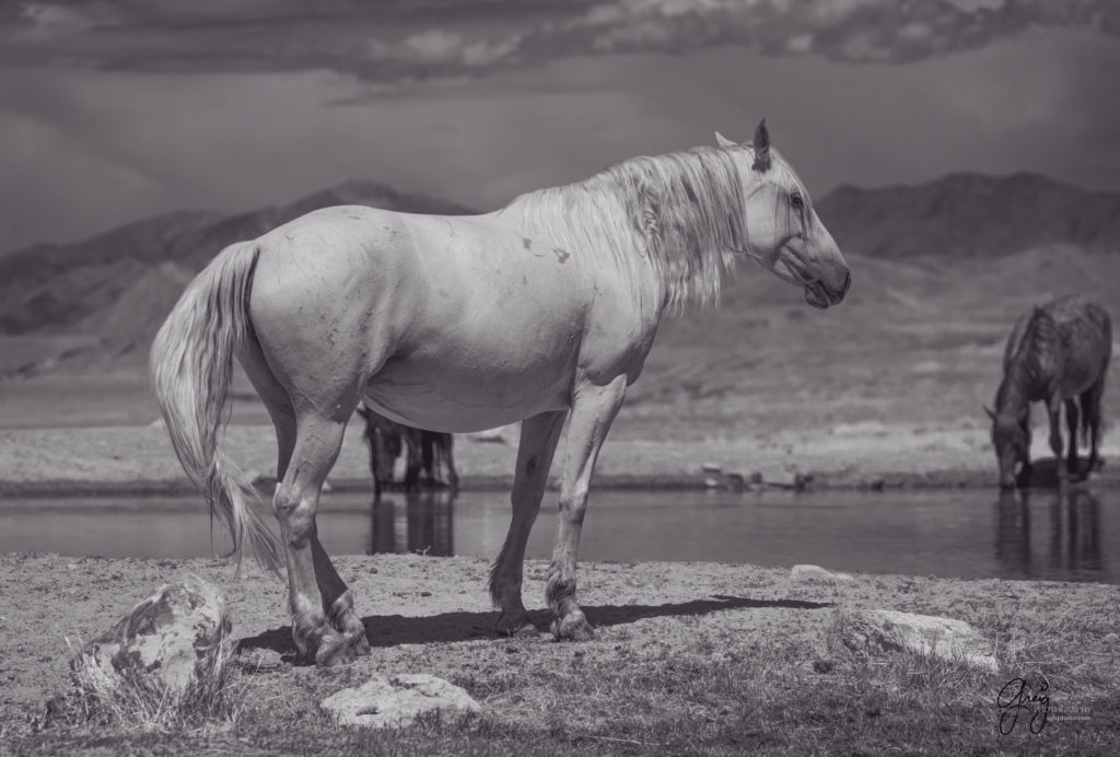 equine photography fine art photograph of Onaqui herd of wild horses fine art equine photography black and white toned