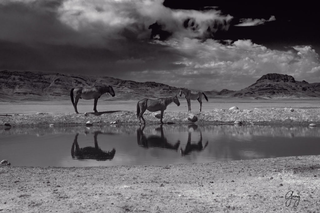 equine photography fine art photograph of Onaqui herd of wild horses fine art equine photography black and white toned