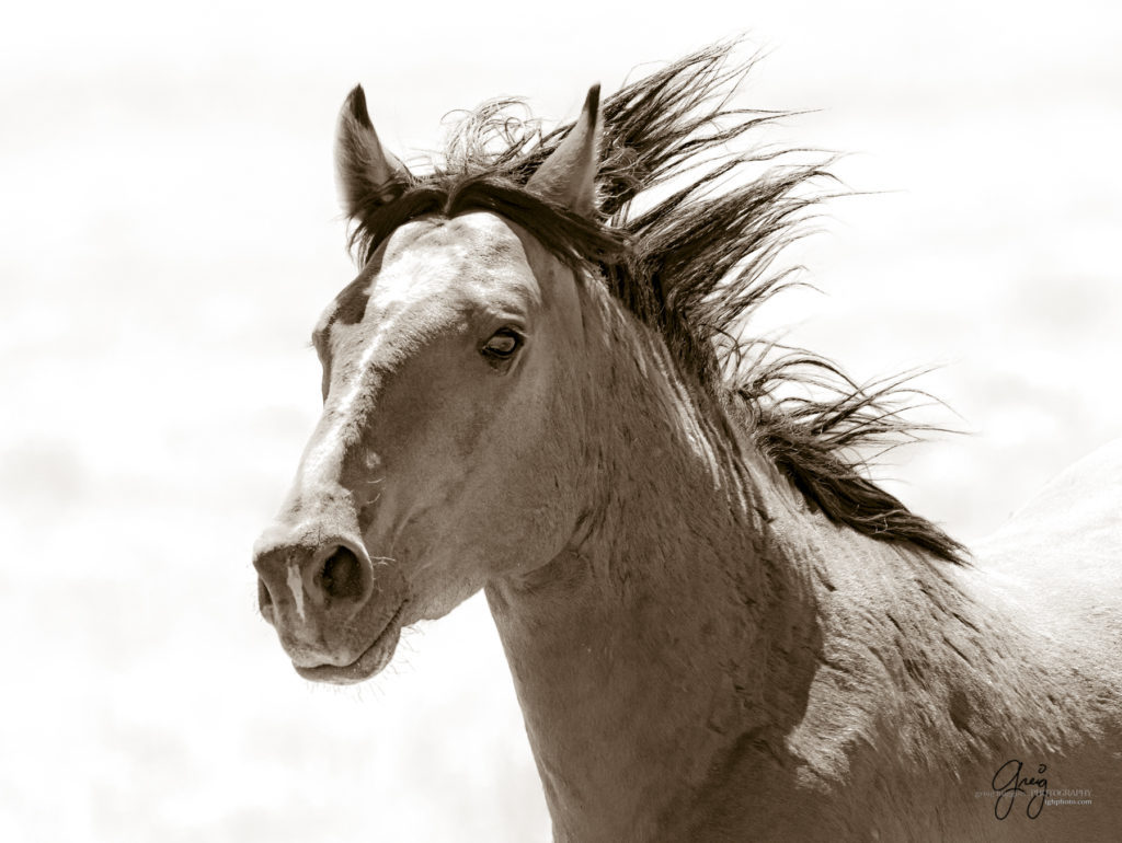 equine photography fine art photograph of Onaqui herd of wild horses fine art equine photography black and white toned