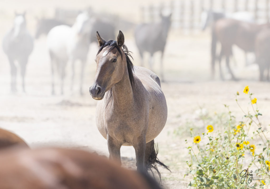 equine photography fine art photograph Wild horse mare Onaqui herd of wild horses