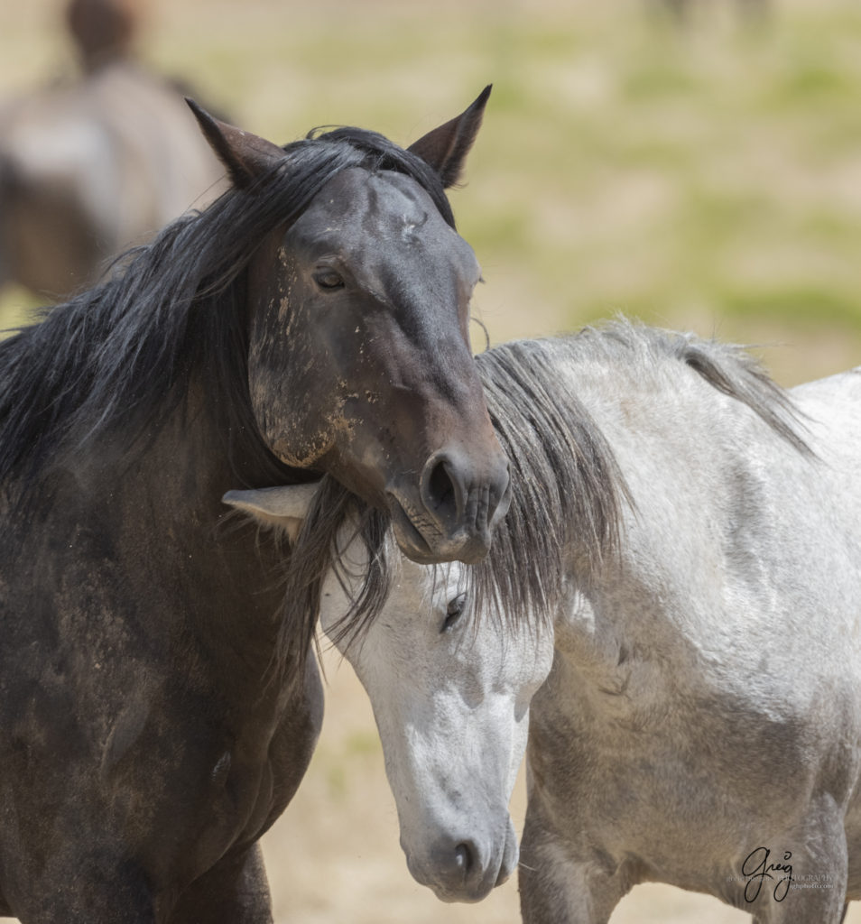 equine photography fine art photograph Wild horse mare and mustang Onaqui herd of wild horses