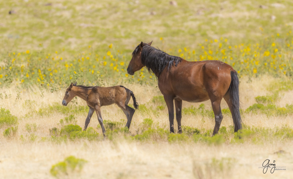 equine photography fine art photograph Wild horse mare with newborn foal Onaqui herd of wild horses