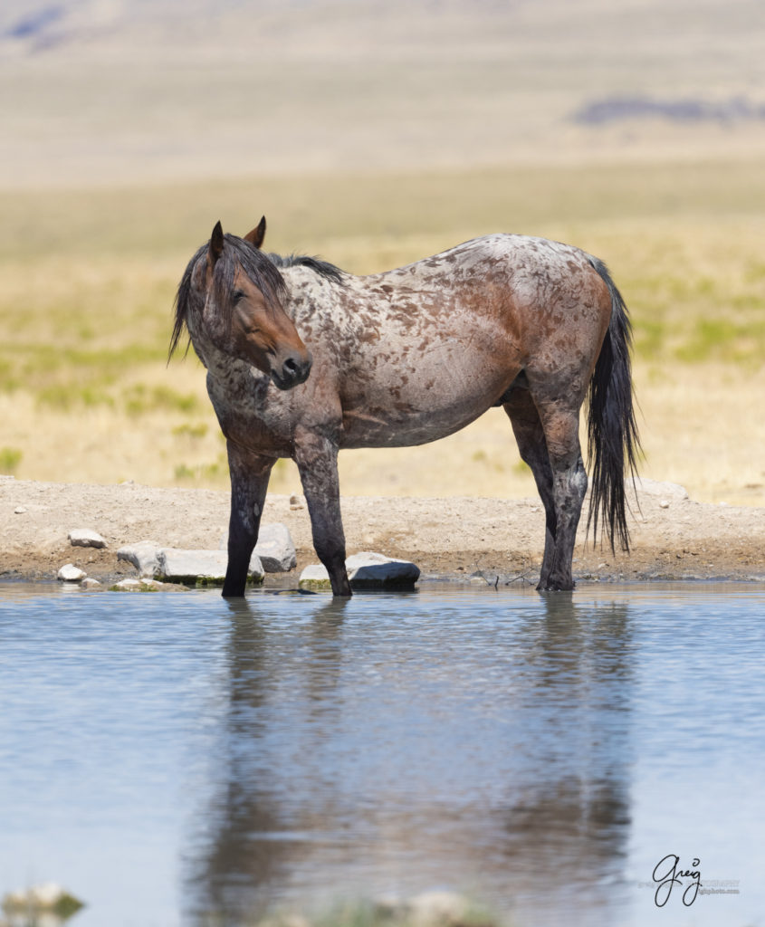 equine photography fine art photograph Wild horse stallion at watering hole Onaqui herd of wild horses