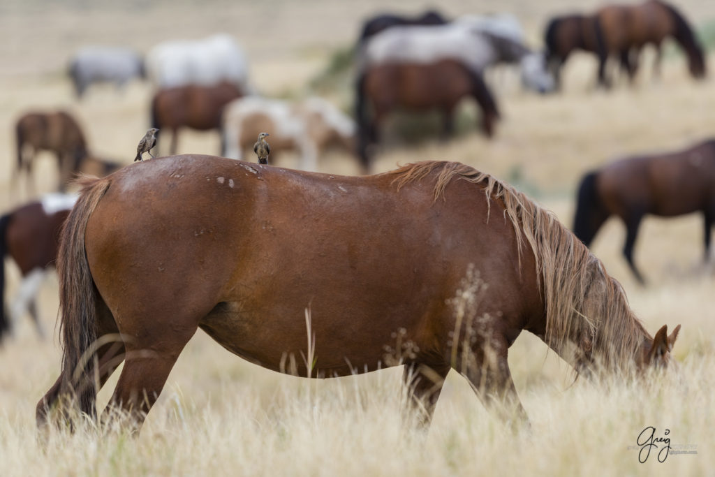 equine photography fine art photograph Wild horse mare Onaqui herd of wild horses