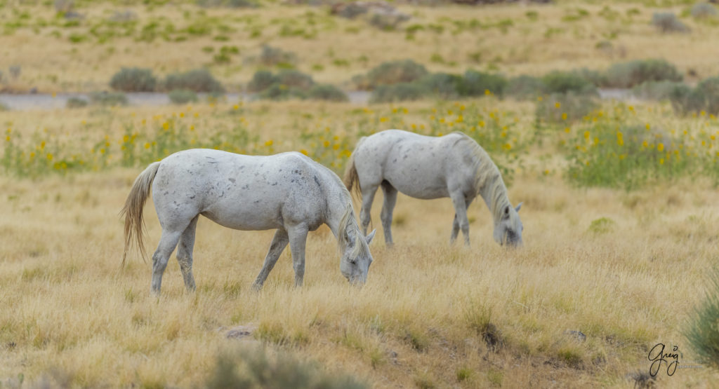Fine art photograph Two grey Wild horse mares Onaqui herd of wild horses
