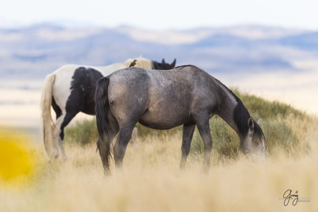 Wild horse mare and mustang Onaqui herd of wild horses