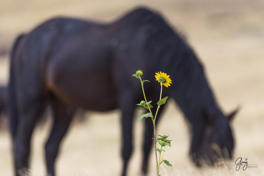 wild mustang with sunflower