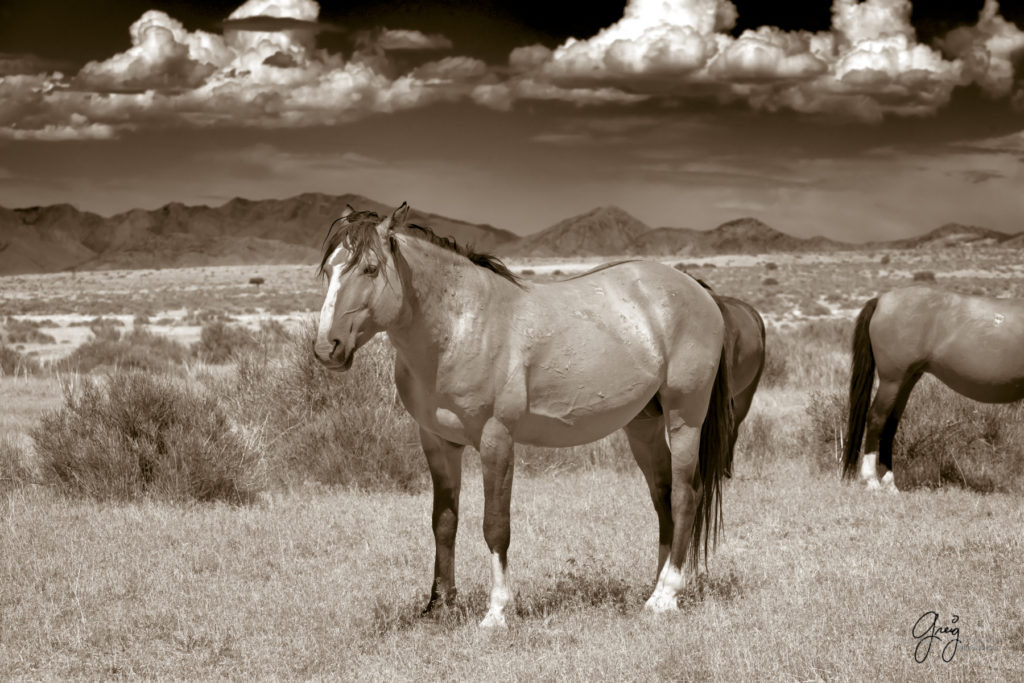 equine photography fine art photograph of Onaqui herd of wild horses fine art equine photography black and white toned