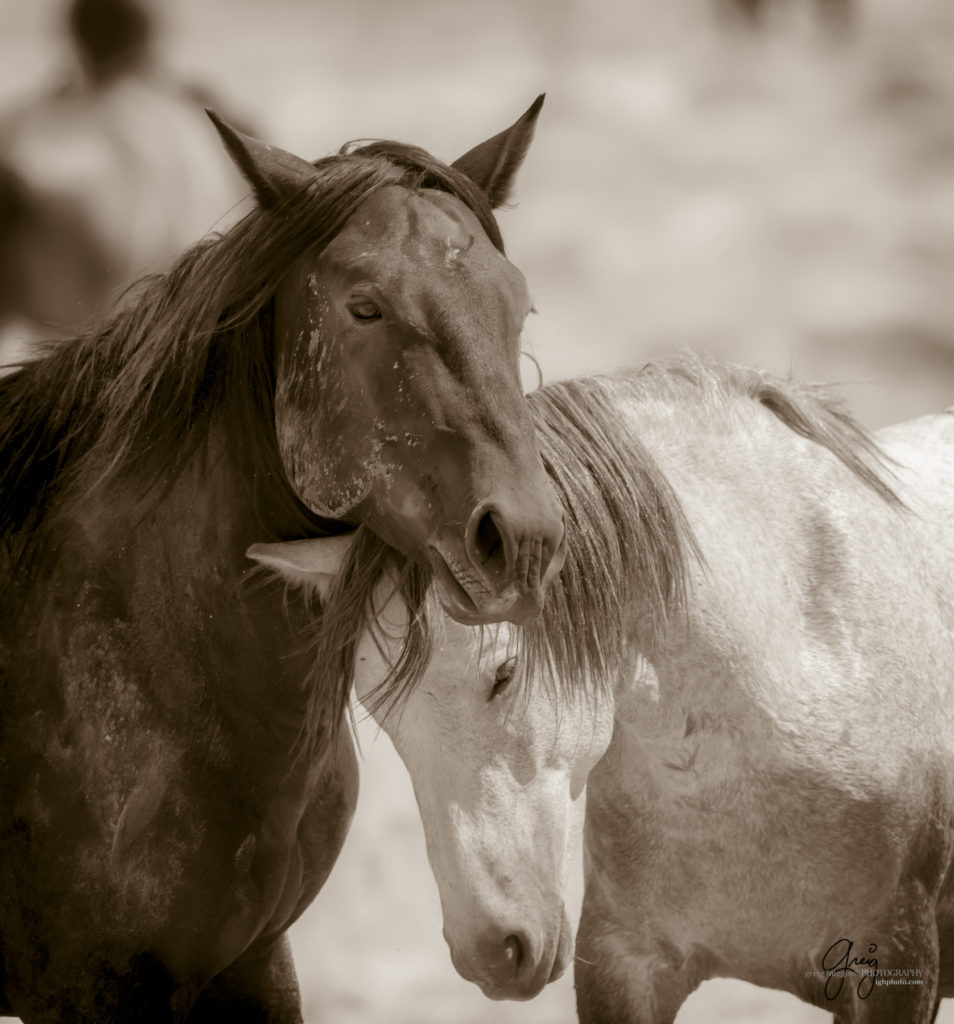 equine photography fine art photograph of Onaqui herd of wild horses fine art equine photography black and white toned