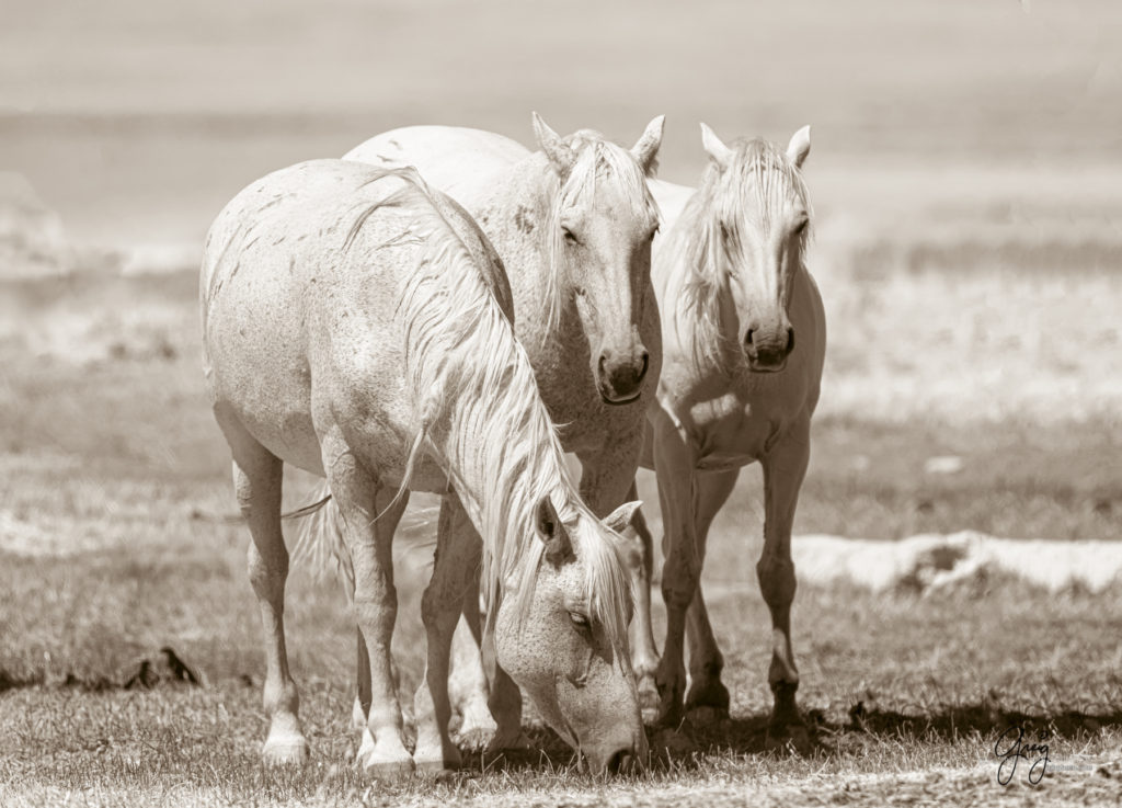 equine photography fine art photograph of Onaqui herd of wild horses fine art equine photography black and white toned