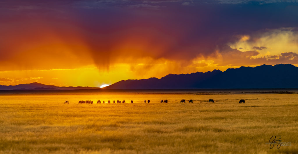 equine photography fine art photograph of Onaqui herd of wild horses fine art equine photography sunset