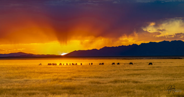 Wild horse fine art photography