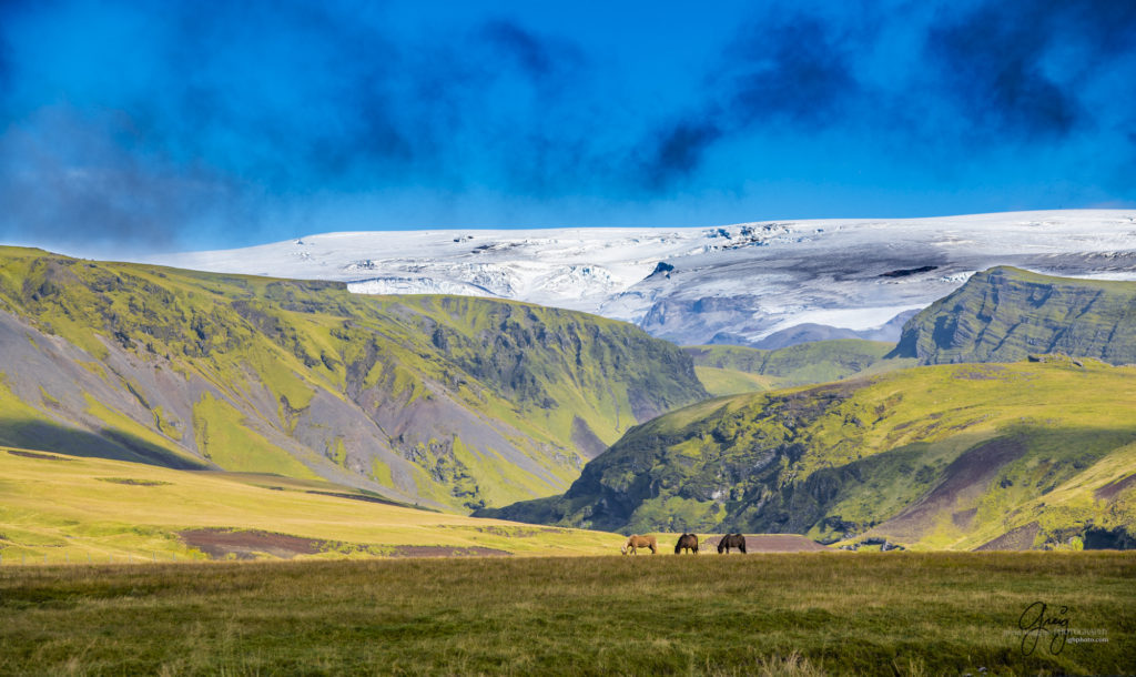 Icelandic horses, Photographs of horses in Iceland, Iceland photography, Iceland,