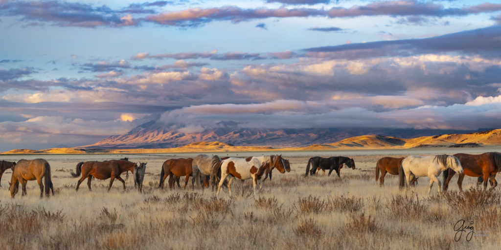 photographs of Onaqui Wild Horses, photography of wild horses, Onaqui wild horses, equine photographs, equine photography, wild horse photographers