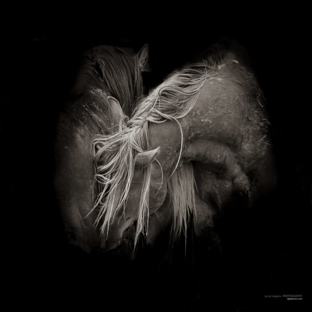 fine art prints of wild horses, fine art photography of wild horses, fine art photos of wild horses, onaqui wild horses, wild horse prints, wild horse photography, wild horse photographers