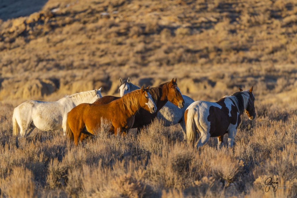 photography of wild horses, photography of sand wash basin wild horses, fine art photography of wild horses, wild horses, wild mustangs