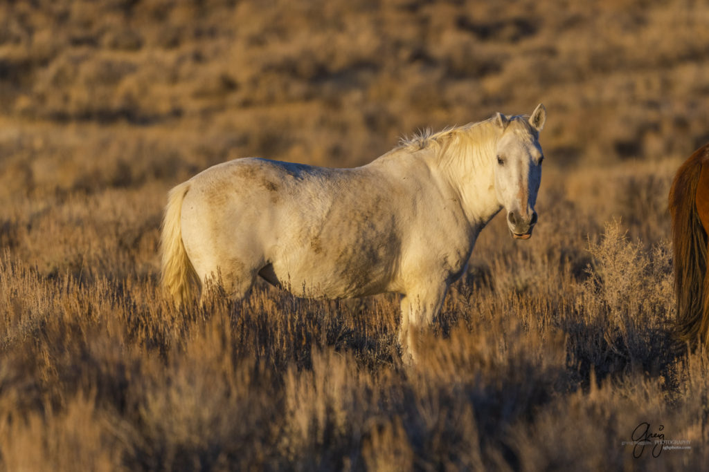 photography of wild horses, photography of sand wash basin wild horses, fine art photography of wild horses, wild horses, wild mustangs