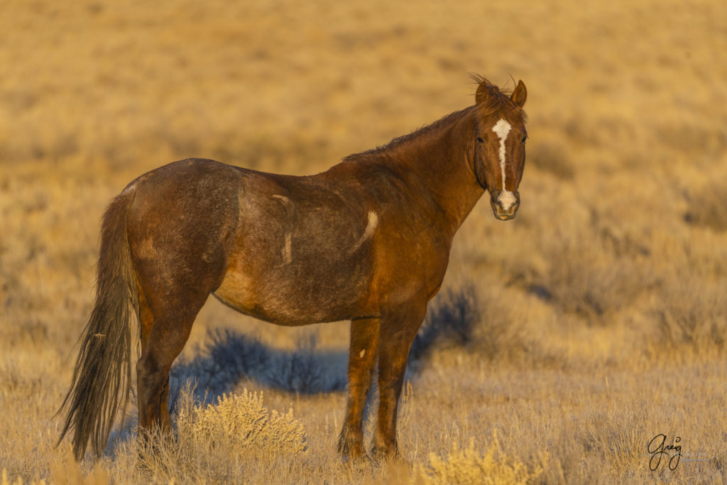 photography of wild horses, photography of sand wash basin wild horses, fine art photography of wild horses, wild horses, wild mustangs
