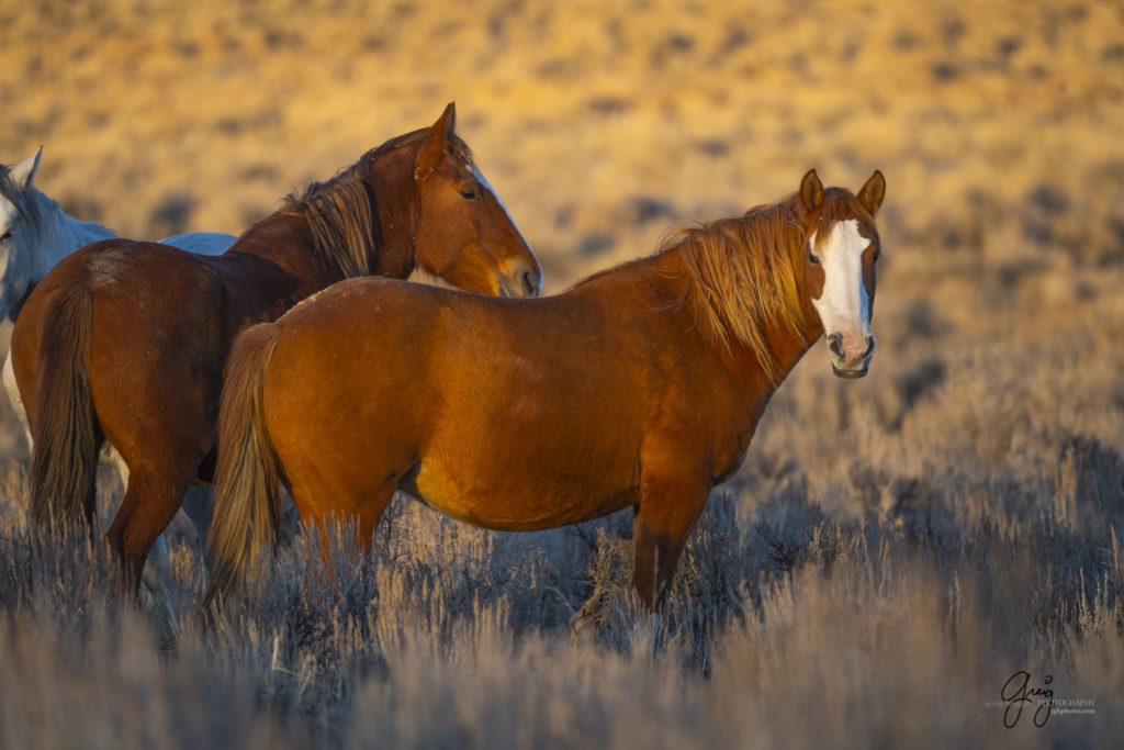 photography of wild horses, photography of sand wash basin wild horses, fine art photography of wild horses, wild horses, wild mustangs