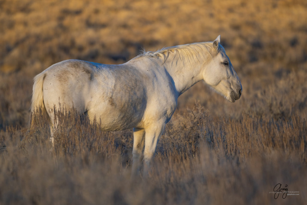 photography of wild horses, photography of sand wash basin wild horses, fine art photography of wild horses, wild horses, wild mustangs